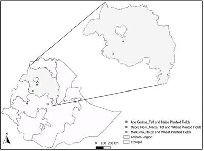 Linking soil adsorption-desorption characteristics with grain zinc concentrations and uptake by teff, wheat and maize in different landscape positions in Ethiopia